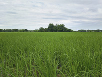 ��Ұ���ﵾ��