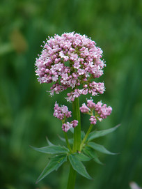 ������ɫ