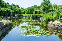 �����밶��ľͤ