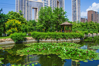 ���ذ�����ͤ������ˮ�к�Ҷ