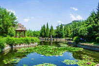 ���ذ�����ͤ��ˮ��ˮ����Ҷ