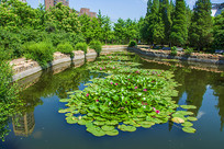 �����ɻ�