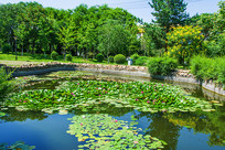 ������Ҷ�ɻ�