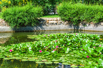 ������Ҷ�ɻ�һ��