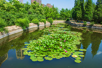 ����ˮ�кɻ���Ҷ