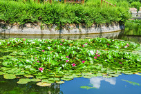 ˮ�Ϻ�Ҷ�ɻ�