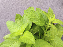 ˮ����Ҷ����