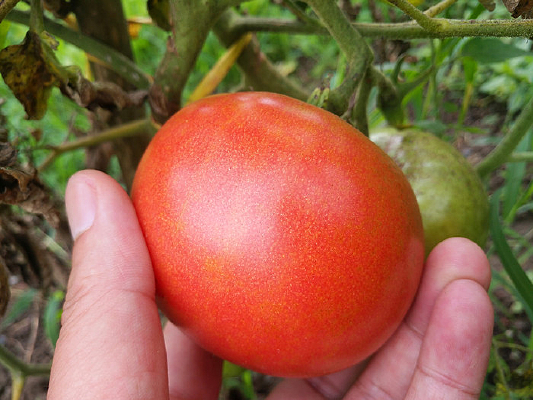 �˵ز�ժ������