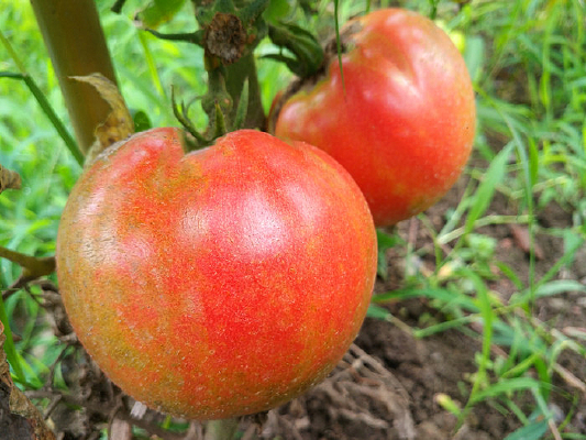 �˵�������