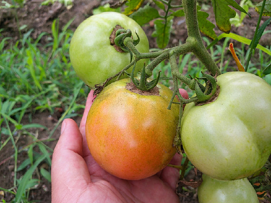 ժ������