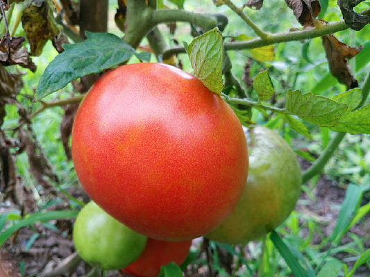 ��Ȼ��������