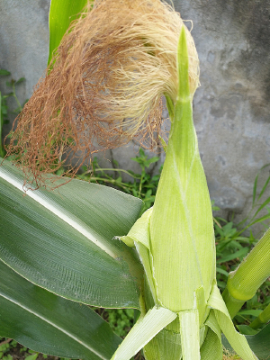 �ɳ�����