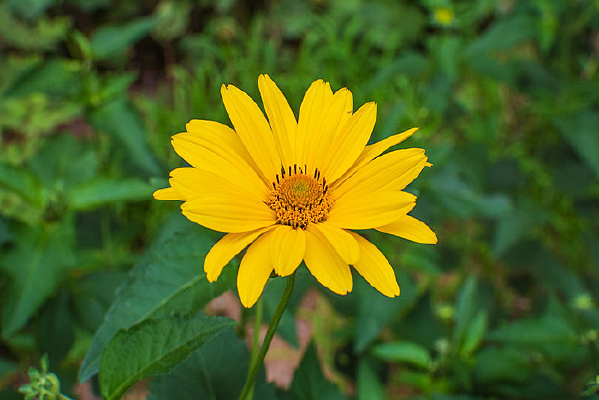 һ��ʢ����ɫ��������