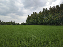 ��ɫ��԰��ɫ