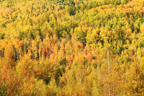 ���˰����＾ɭ�ַ��