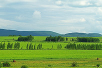 ��ɫԭҰ��Ұ