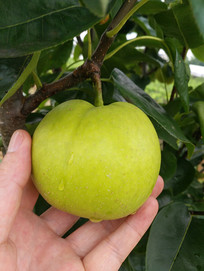 ʹƻ