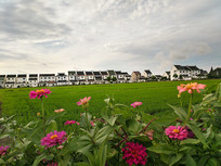 ���⻨����Ұ