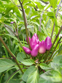 �ԼҲ�԰��ɫ�⽷