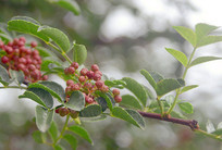 ������ʵ