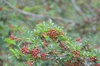 ������ʵ��֦Ҷ