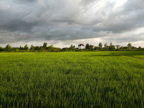 ��ɫ���⵾�������