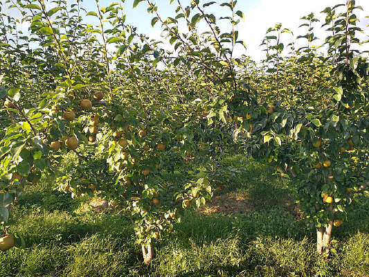 ��԰˶������