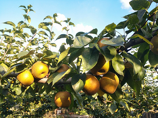 ��֦ͷ����