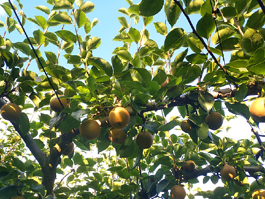 ��̬��԰����