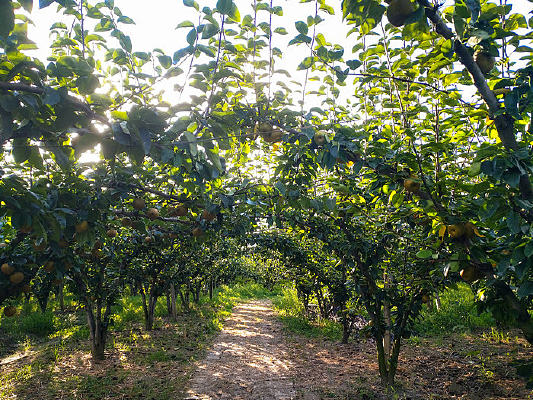 ������԰