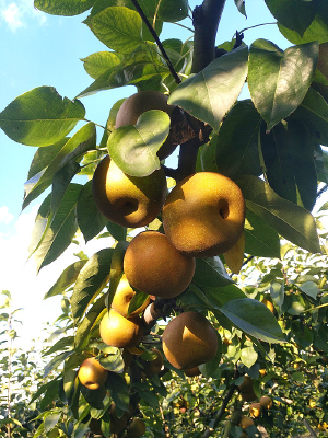 ������԰�����ز�