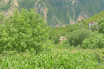 ���ͼ׾Ӳ�կ��Ӻ���԰���׵�