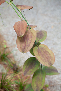 �ٺϿ�ֲ���б����ֵ�Ҷ��