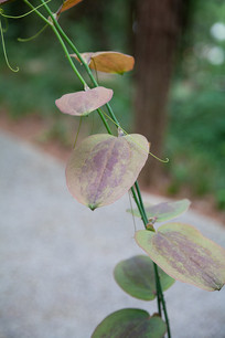 �ٺϿ�ֲ���б����ֵ�֦Ҷ