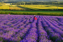 ������޹�²ݻ���