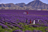 ��ɽ޹�²ݻ���