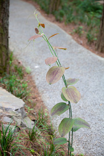 �б����ֵ�ֲ����̬