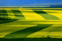 �����Ͳ˻�