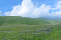 ɫ����ԭҰ����Ұ���Ĳ�ԭ