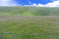 �Ĵ����δ��쿪��Ұ���Ĳ�ԭ