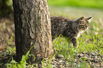 ����è��