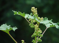 �տ�ֲ��Զ��Ļ�����֦Ҷ