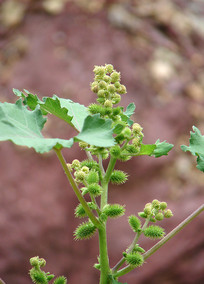 Ұ�������ĲԶ�