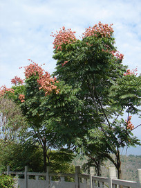 ����Ҷ�����Ļ���