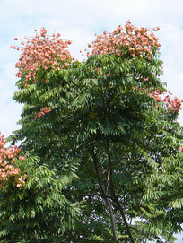 ����Ҷ������֦Ҷ�ͻ���