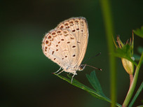 �����е�һֻС�ҵ�