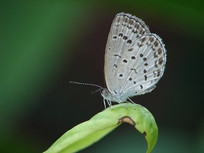 һֻƯ����С�ҵ�