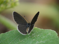 �ſ�����һֻС�ҵ�