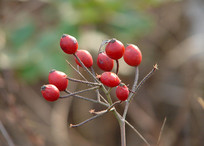 С��Ǿޱ֦ͷ������ɫ�Ĺ�ʵ