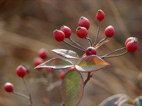 С��Ǿޱ֦ͷ�ĺ�ɫ��ʵ